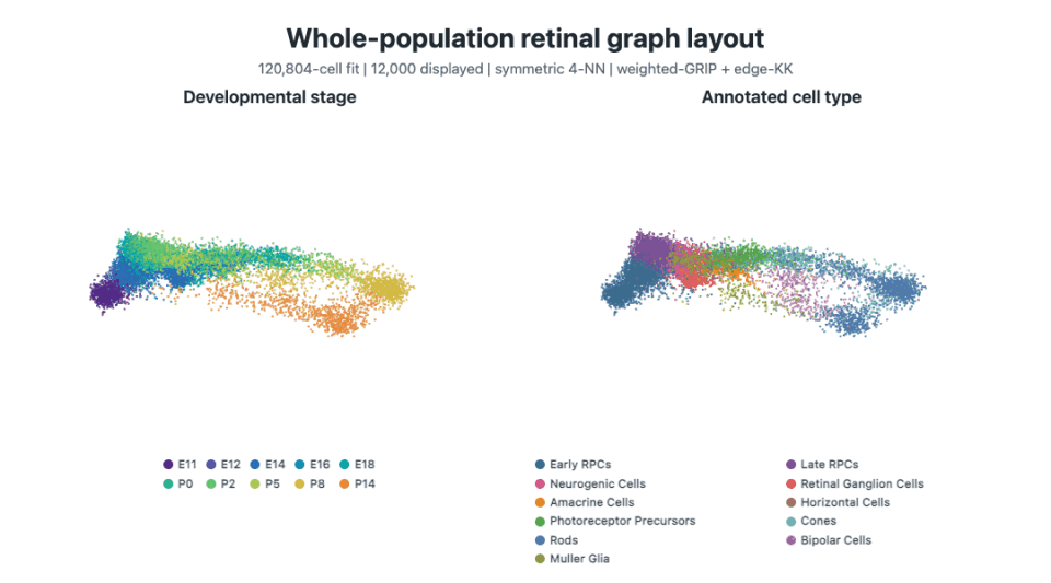 Two synchronized point-only views of 12,000 retinal cells extracted after fitting a symmetric 4-nearest-neighbor graph layout on all 120,804 cells, colored by developmental stage and annotated cell type.