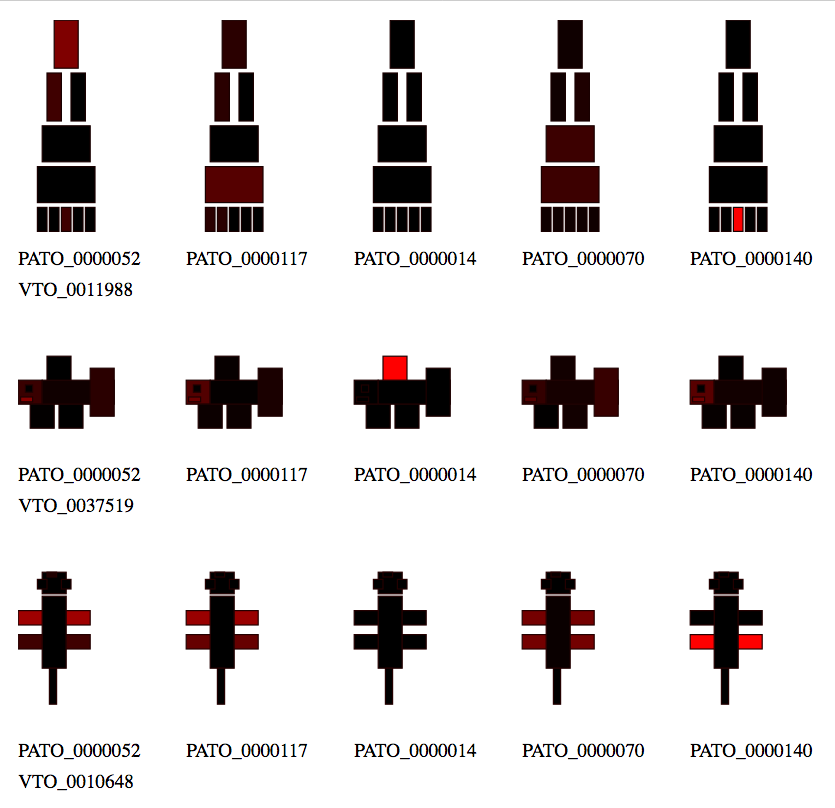 A visualization of Phenoscape attributes arranged anatomically created by Matt Yoder.