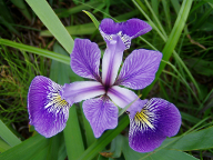 "iris versicolor"