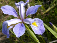 "iris virginica"