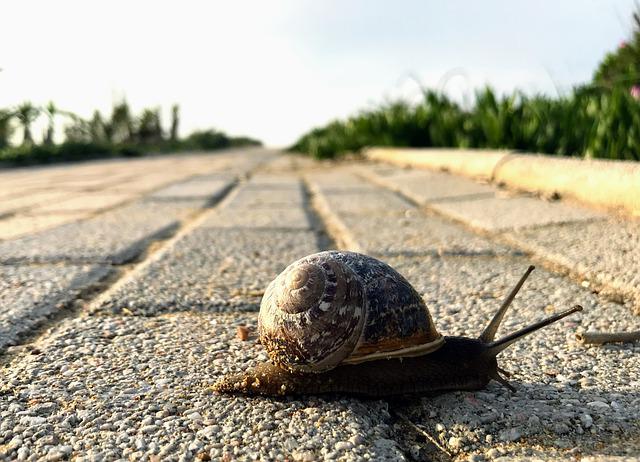 Slow Snail