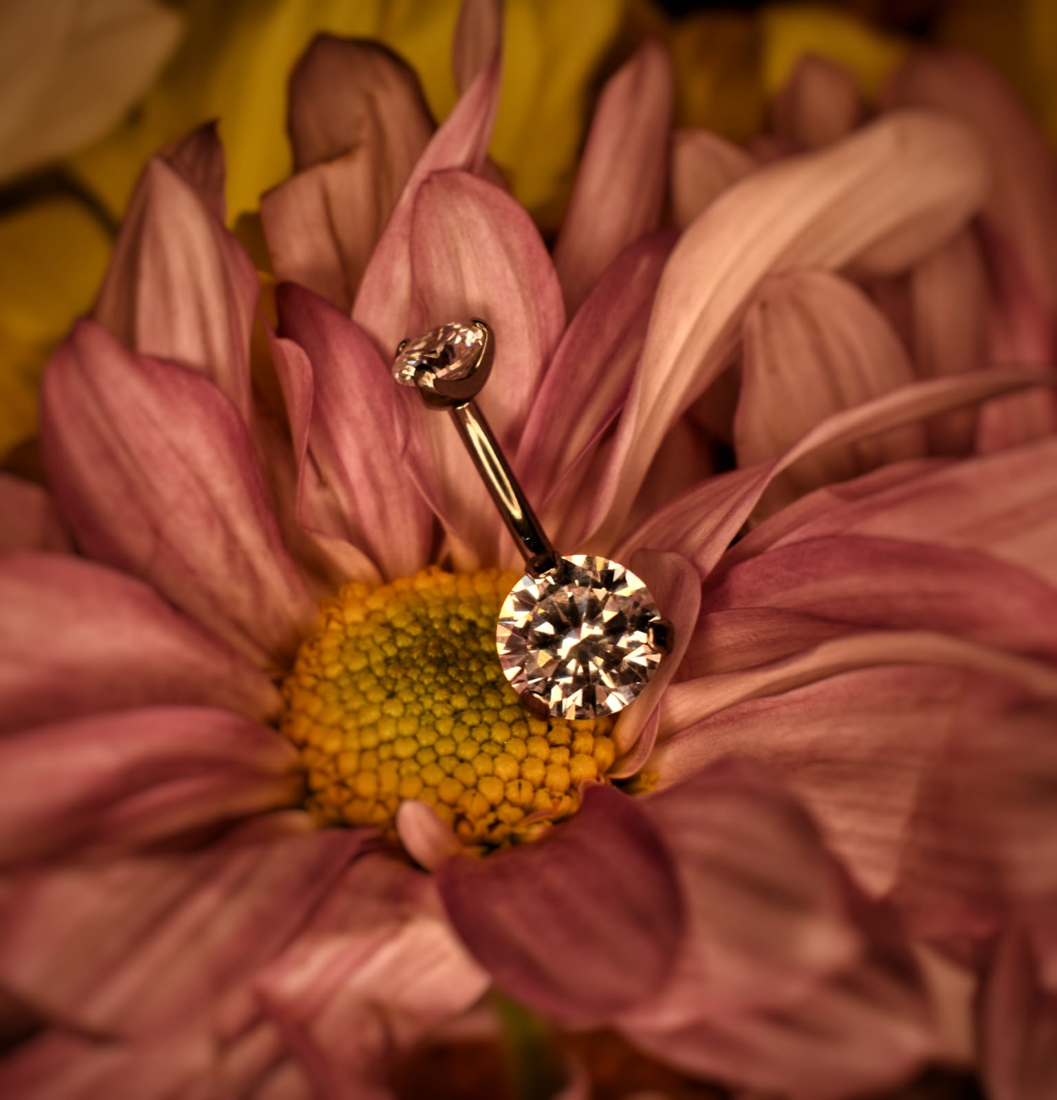 Curved Barbell (bananas)