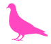 Image of the Pink Pigeon logo