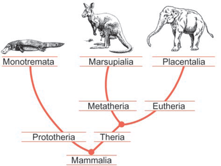 Imagem de apoio da questão 108