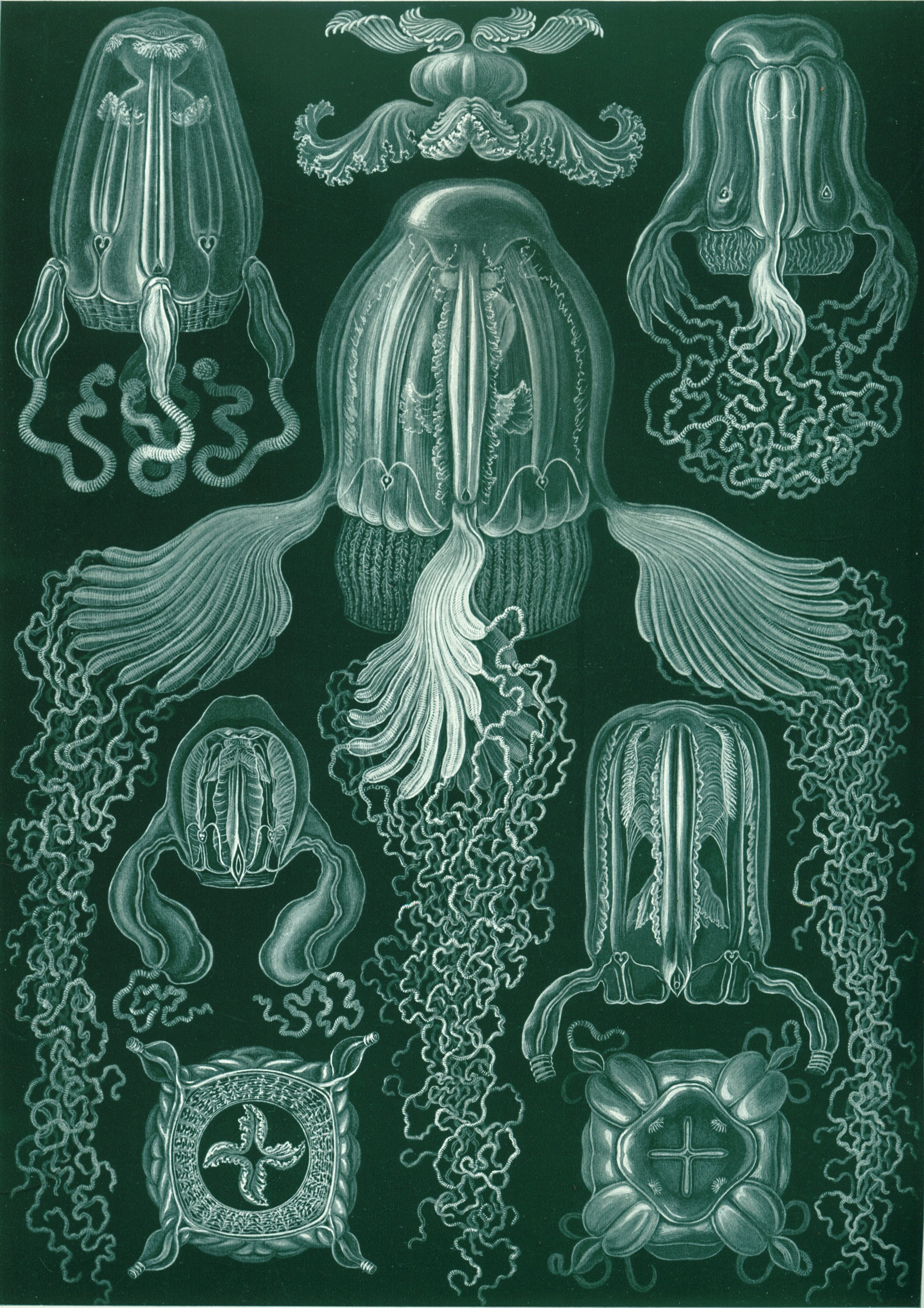 Jellyfish