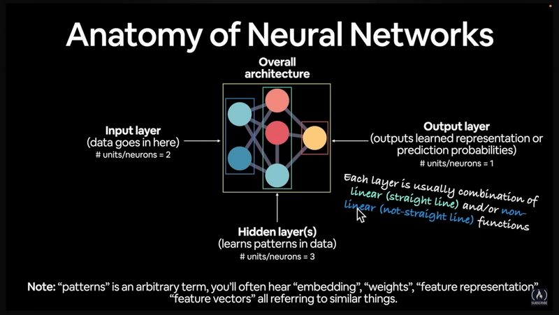 nn anatomy