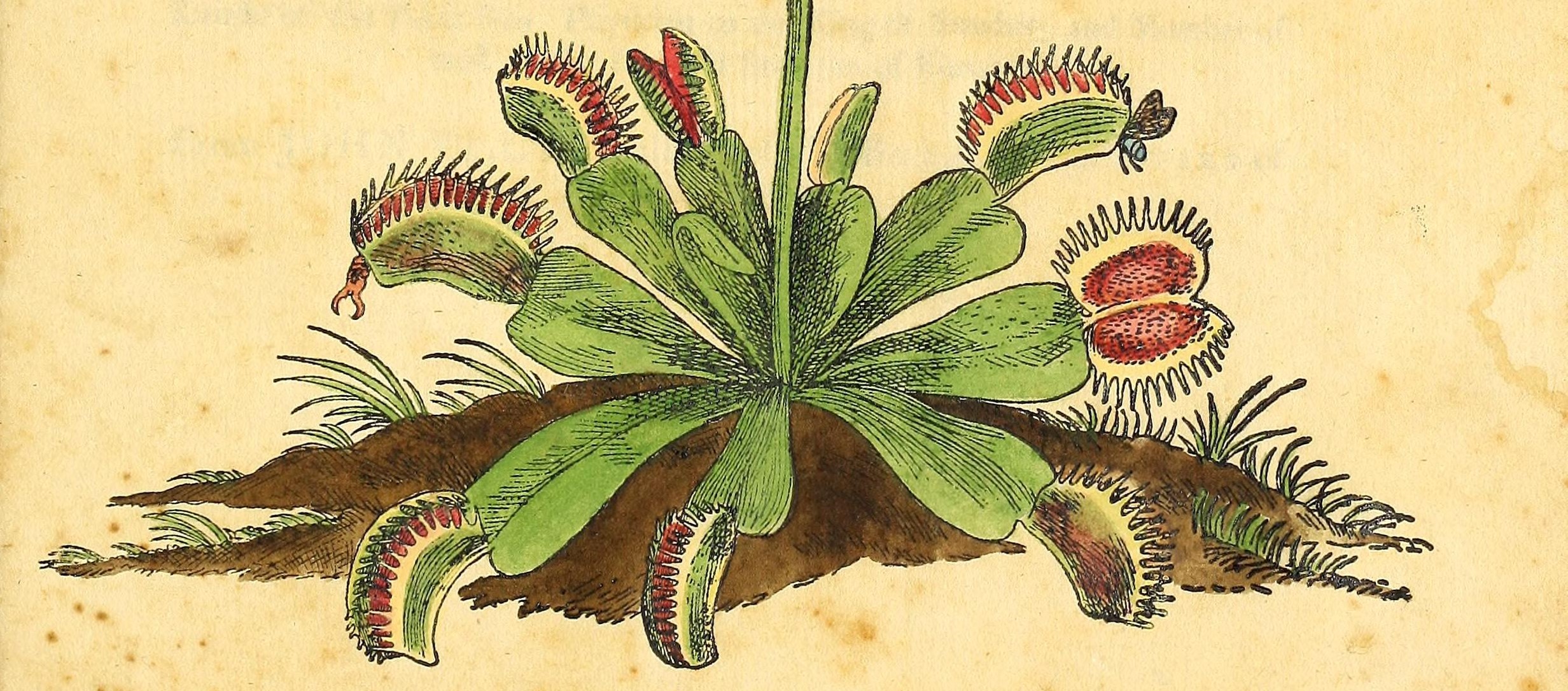 Venus Flytrap: Queen of the Carnivorous Plants