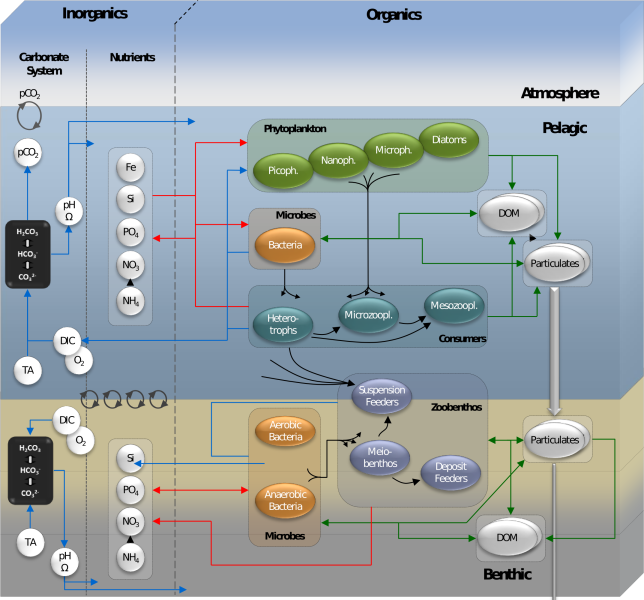 ERSEM diagram