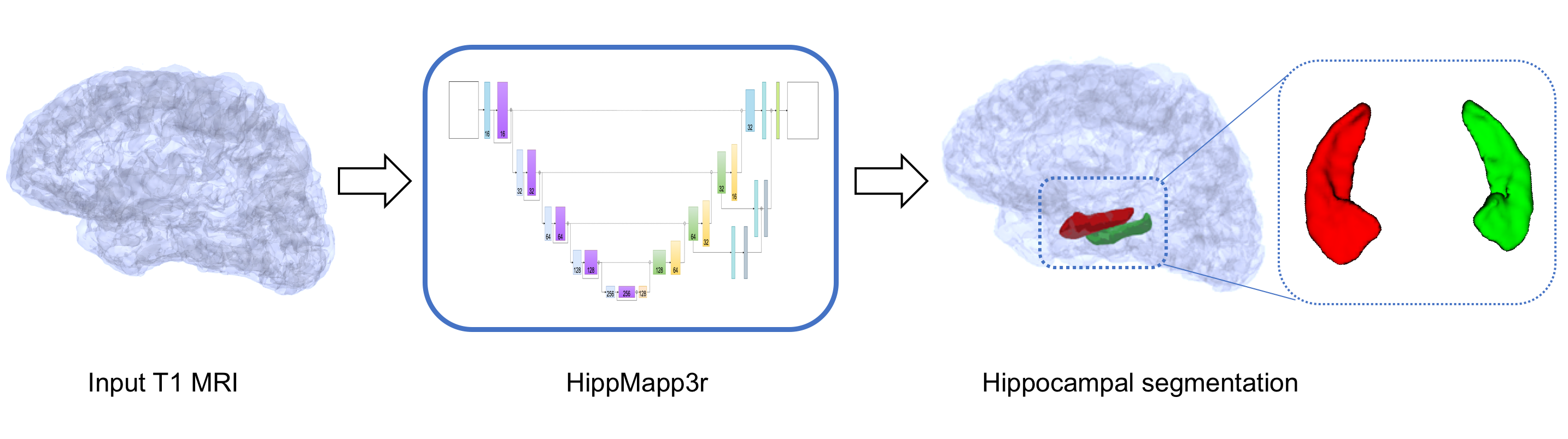 hippocampus pop-up window