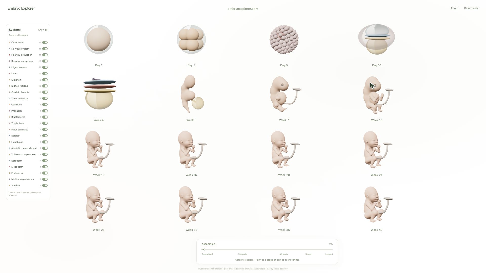 Embryo Explorer：可拆分的十六阶段三维示意