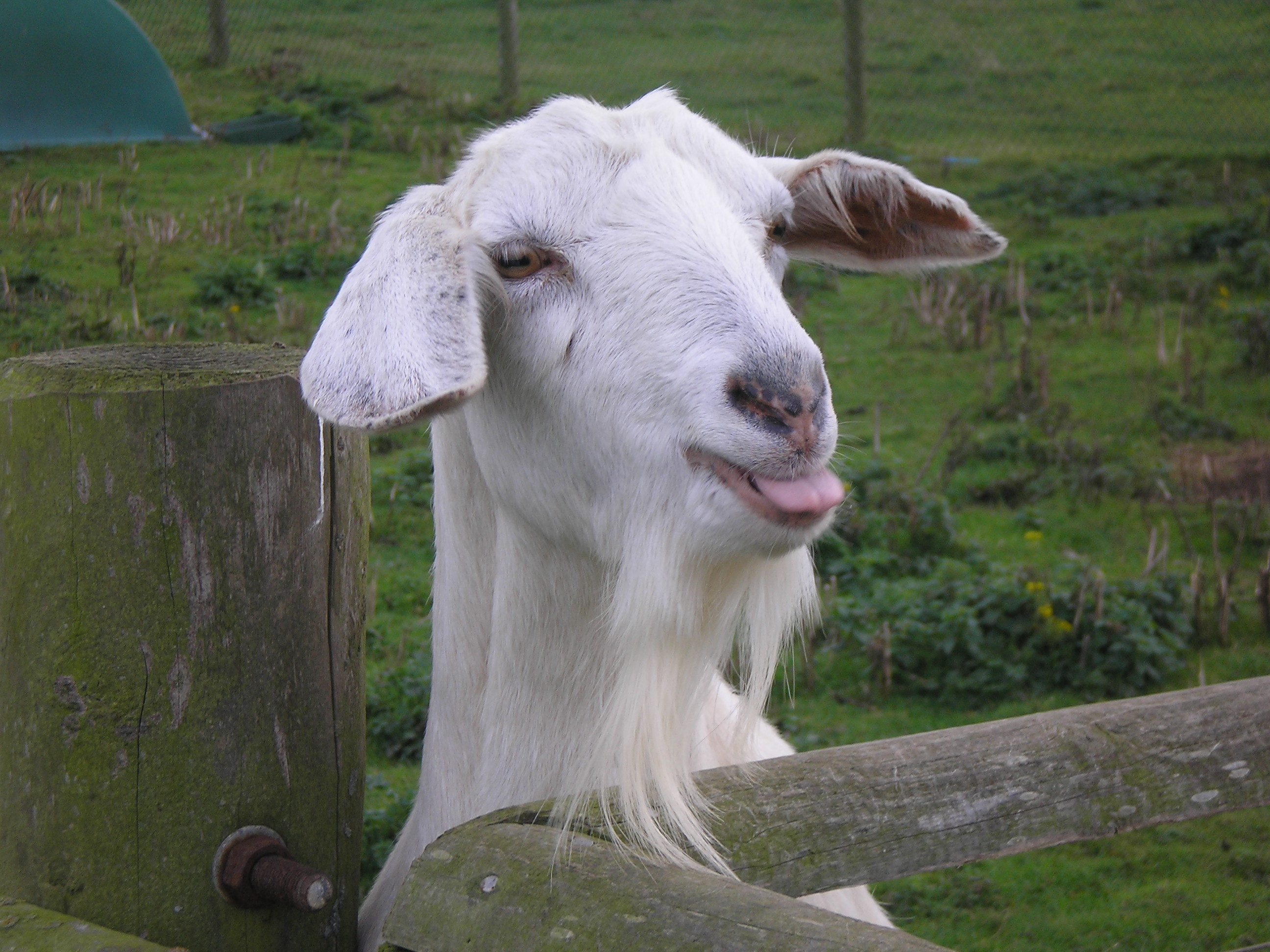 sick goat pic