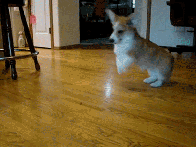 corgibounce
