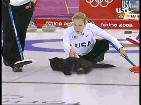curling_cats