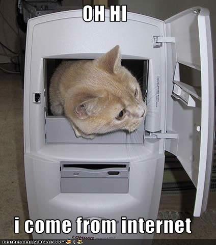 funny-pictures-cat-comes-from-internet
