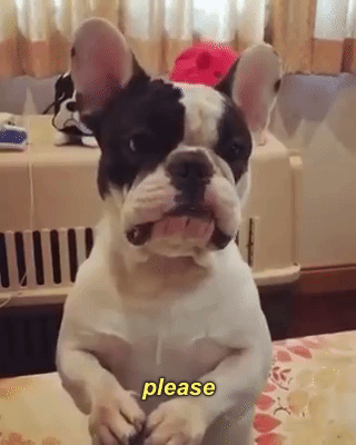 please_dog