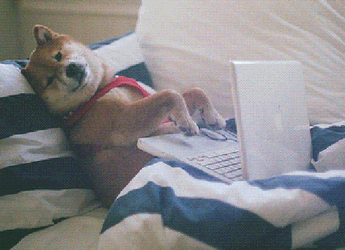 typing_dog_laidback