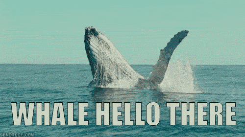 whale-hello