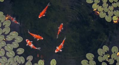 Koi pond, seamless loop