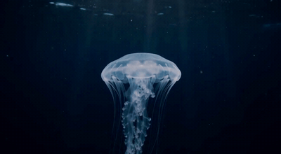 Jellyfish, seamless loop