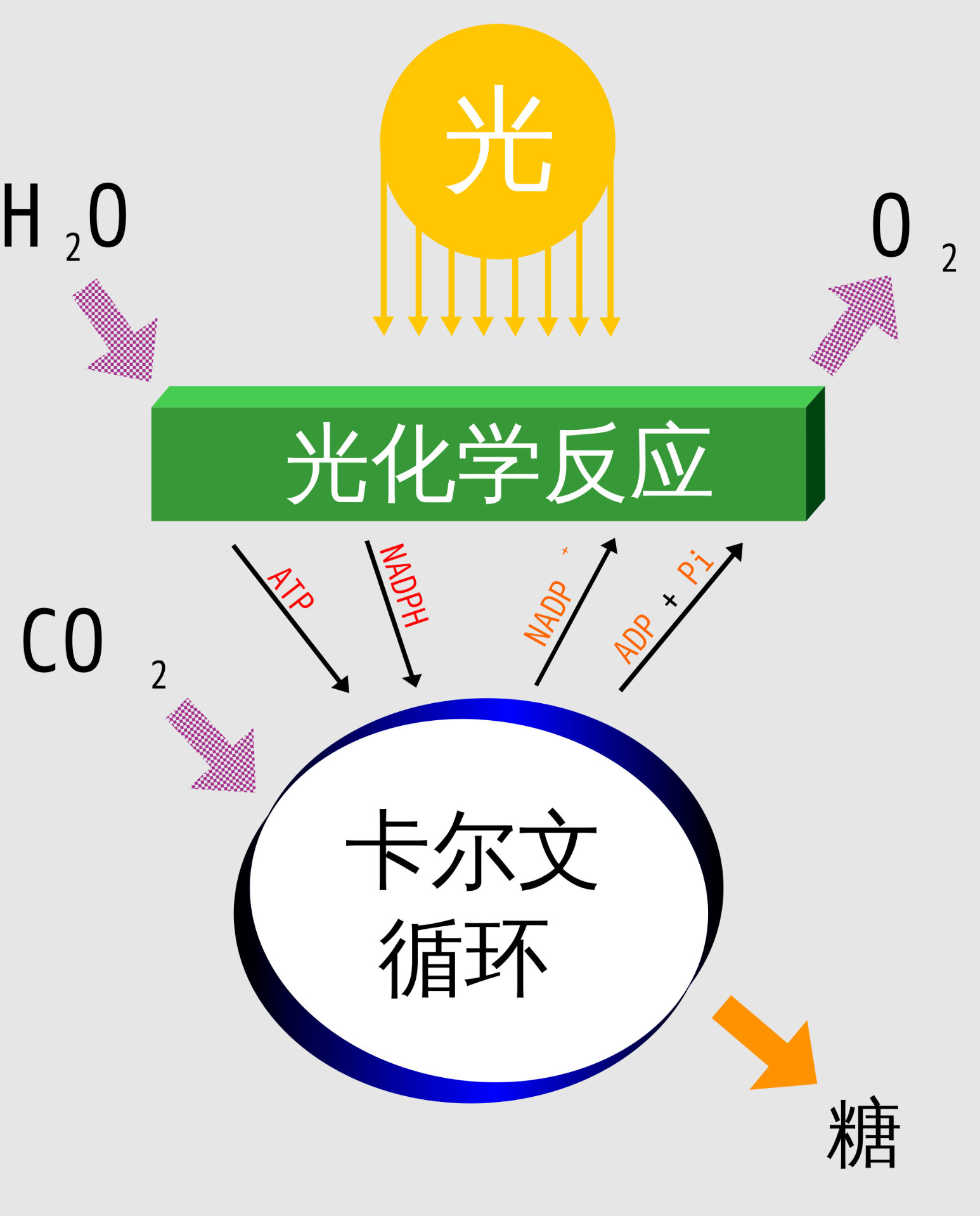 【生物】光反应产生的ATP只用于暗反应吗? | Q779的博客