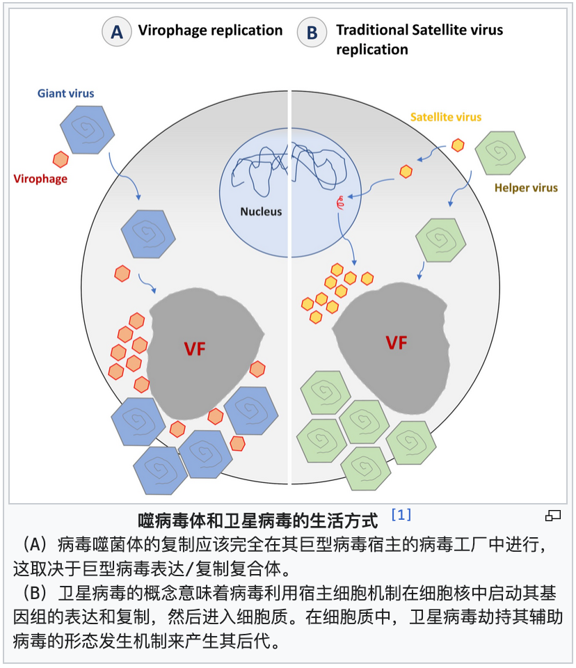 噬病毒体和卫星病毒相似但不同