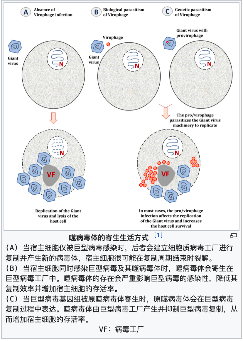 噬病毒体在寄生程度不同时存在差异