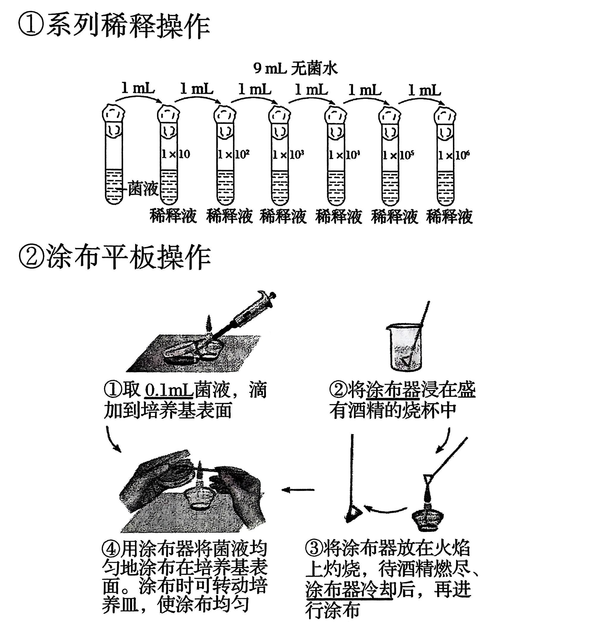 稀释涂布平板法