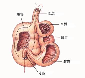 反刍动物的胃(箭头表示食物的流动方向)