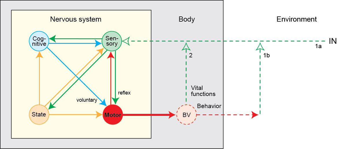 Four systems network model of nervous system organization