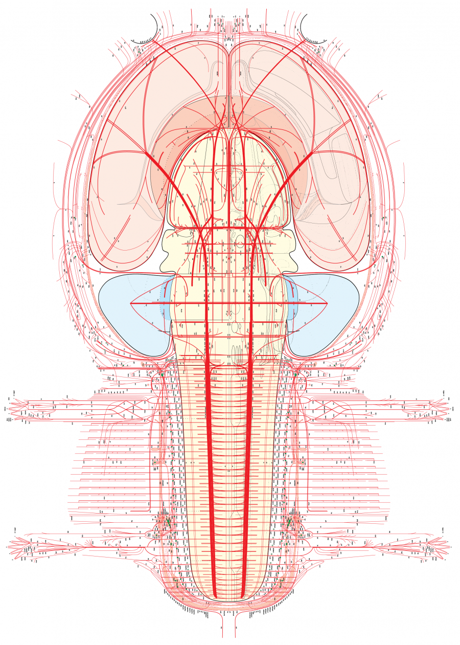 Rat nervous system flatmap