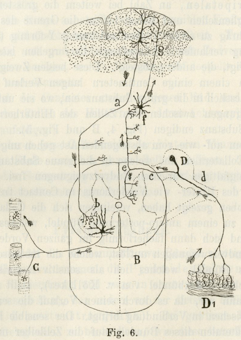 nervous system organization based on the cell theory