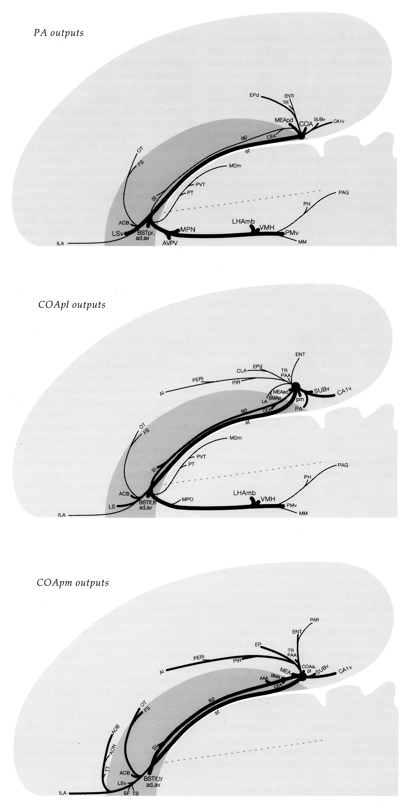 Outputs on a flatmap of rat amygdalar regions