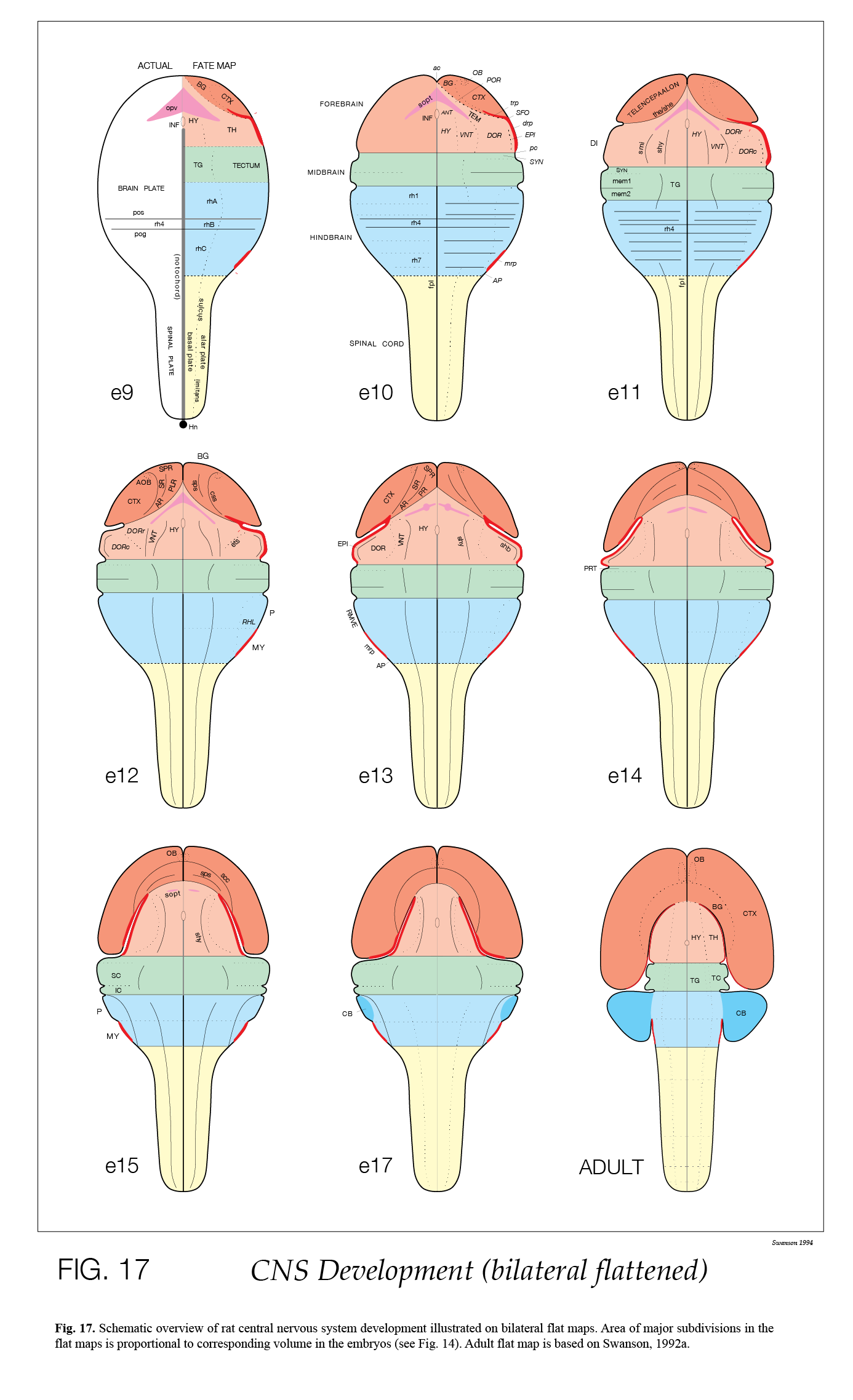 neural plate stage