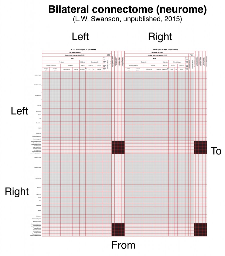 mammalian connectome