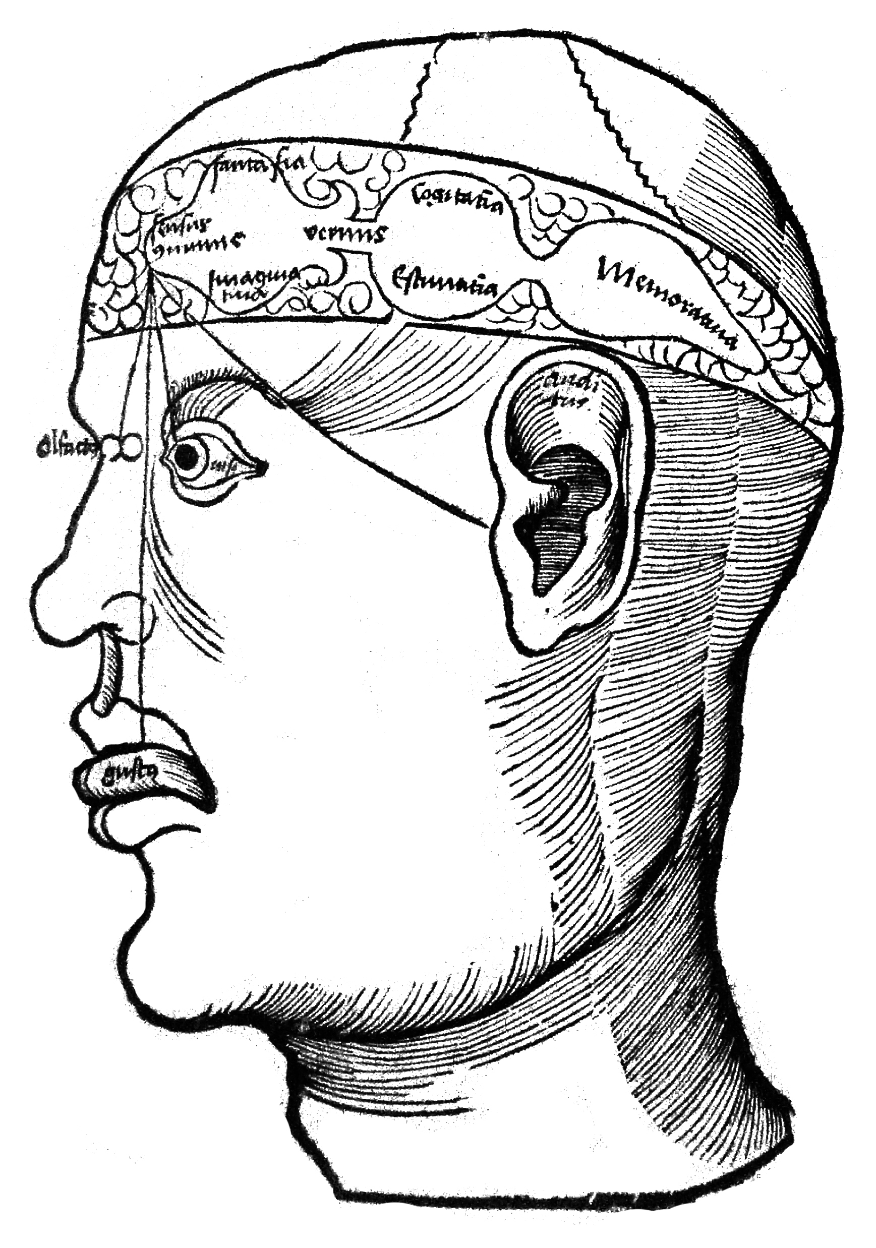 3-Cell Theory of brain function