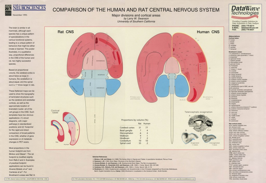 rat and human central nervous system flatmaps