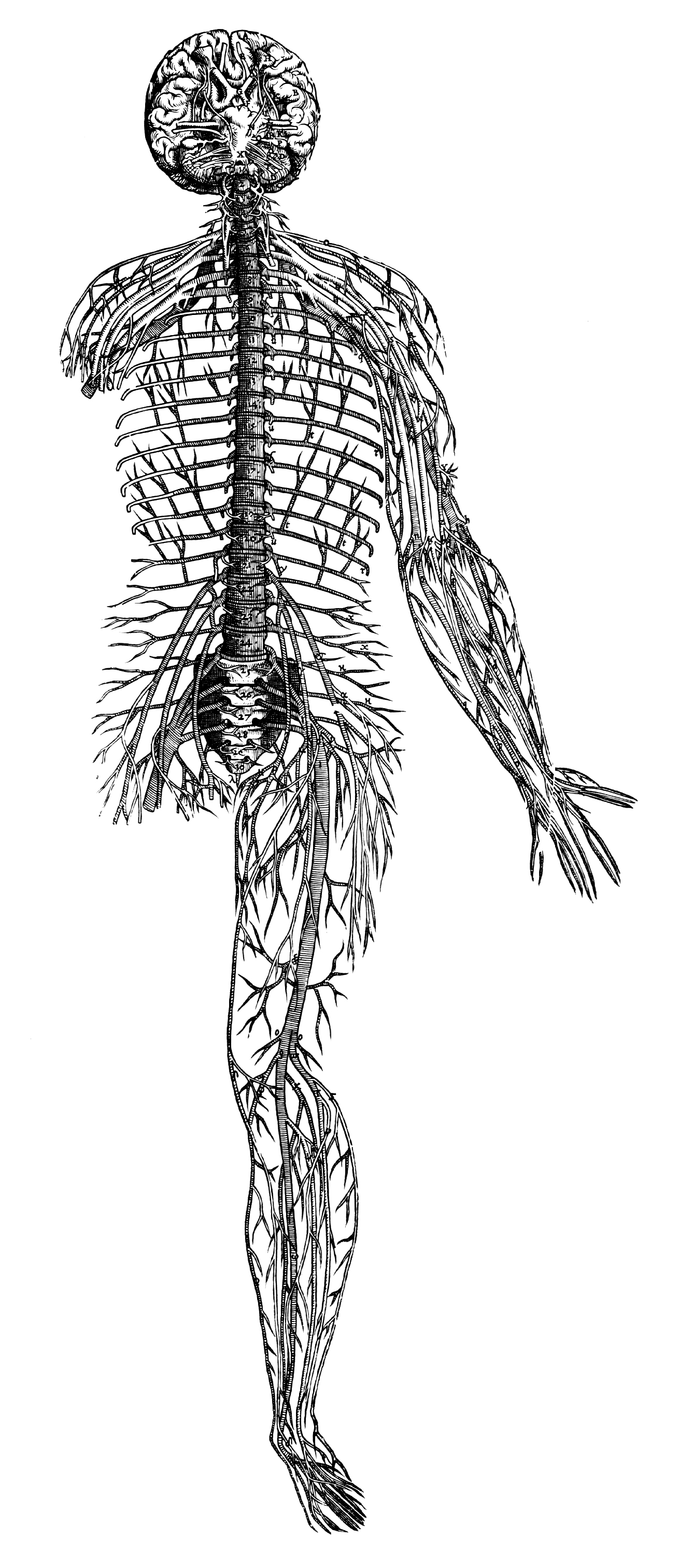 human nervous system