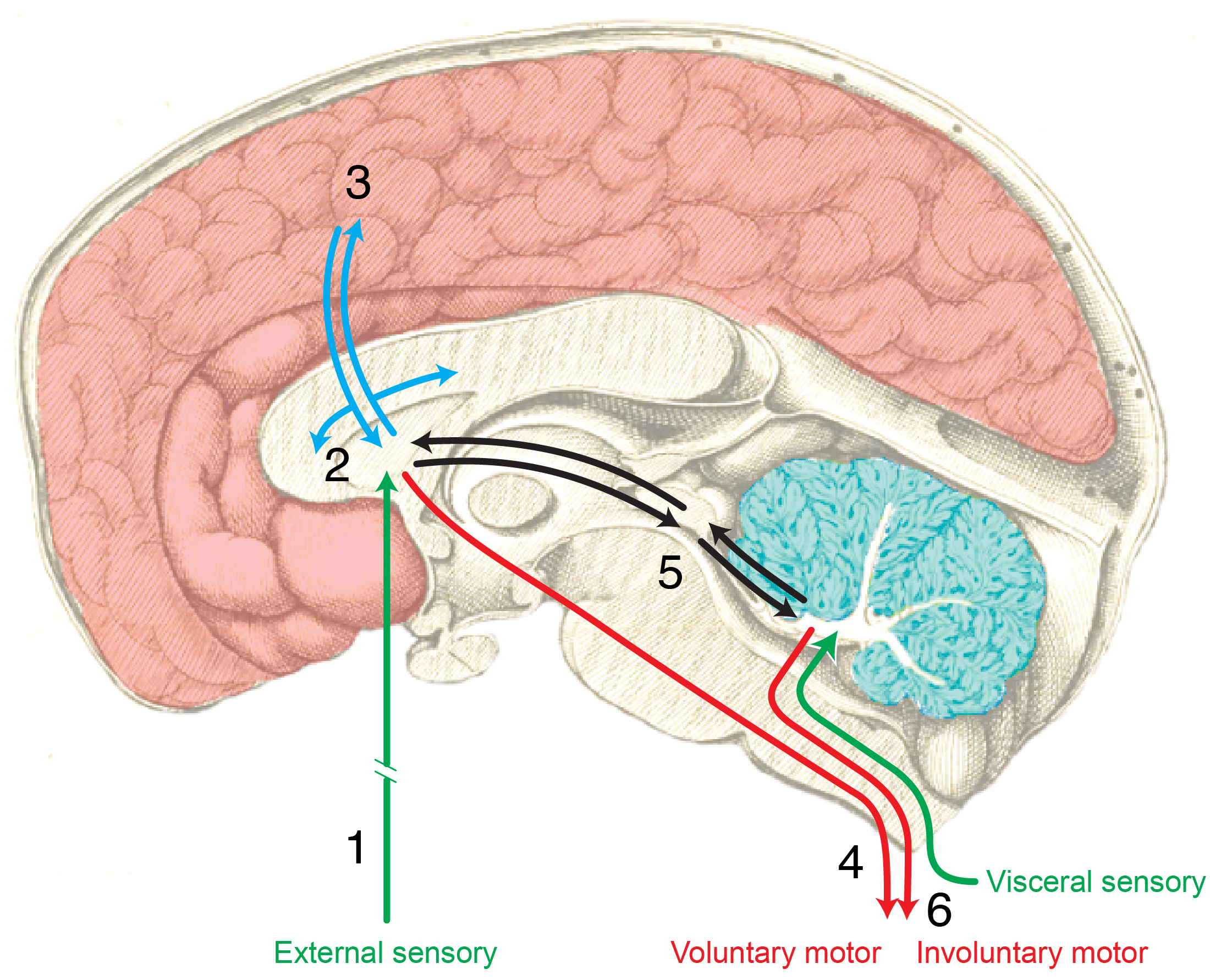 structure-function circuitry