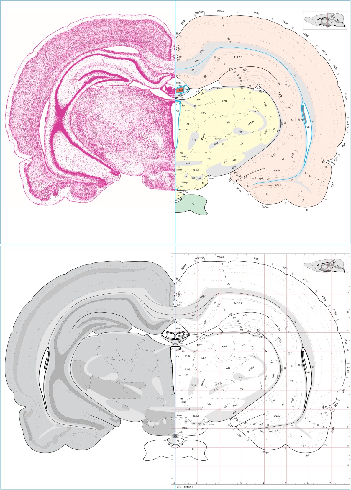 adult Rat brain atlas