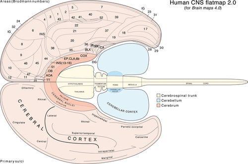 Human CNS flatmaps 2.0