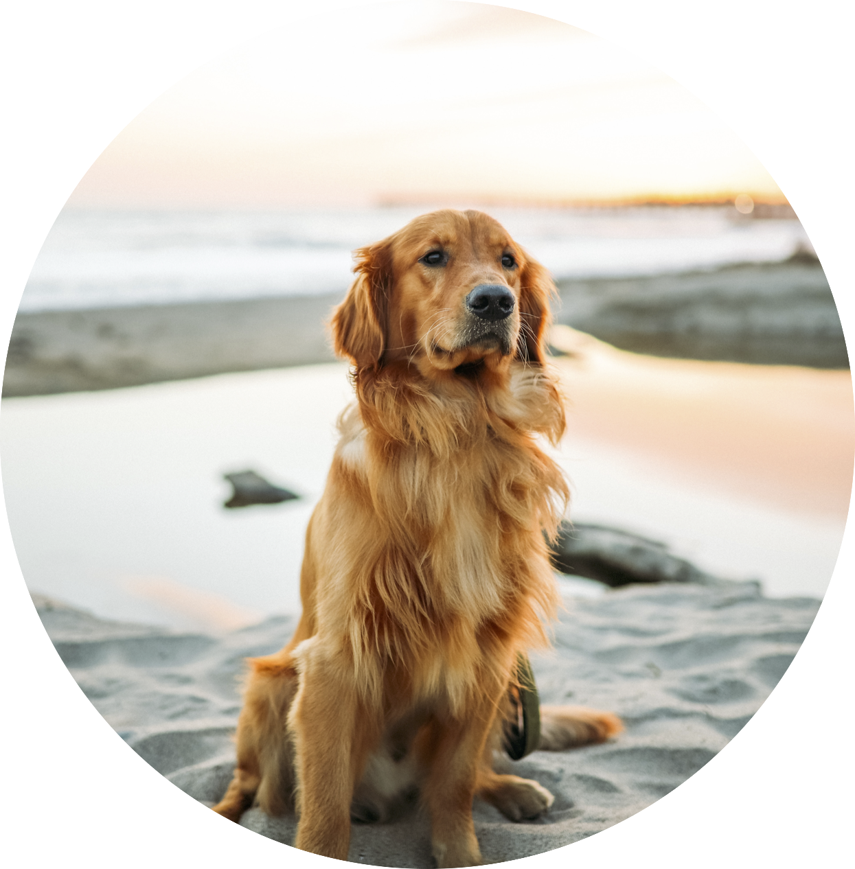 GoldEn Retriever Icon