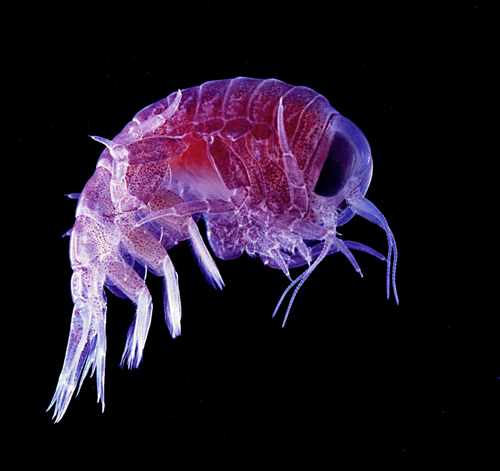 plankton animal
