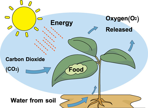 why is water important in photosynthesis