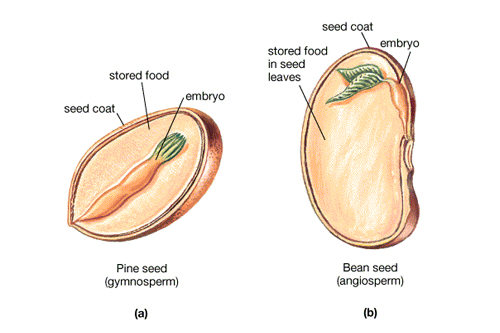 bean fruit anatomy