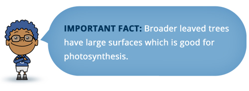 **Qwesi speech bubble:** IMPORTANT FACT: Broader leaved trees have large surfaces which is good for photosynthesis