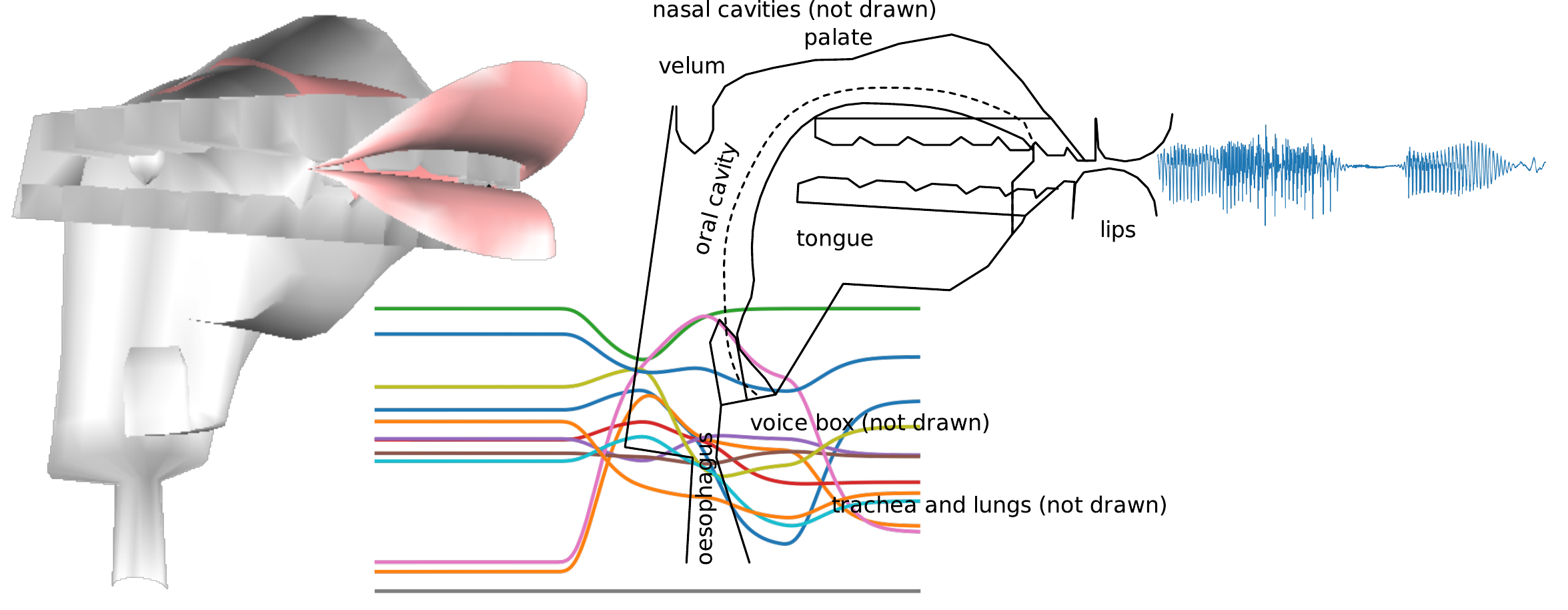 A 3d vocal tract shape, a midsagittal slice, control parameter trajectories and a wave form.