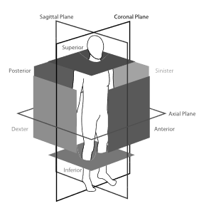 Bounding box walls (opaque squares) and viewing planes (outlined rectangles) shown with anatomical location terminology that is used in the annotation protocol.