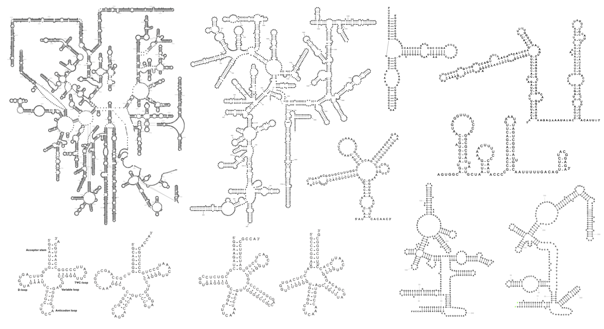 R2DT examples