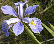 iris-virginica