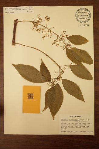 herbarium sample